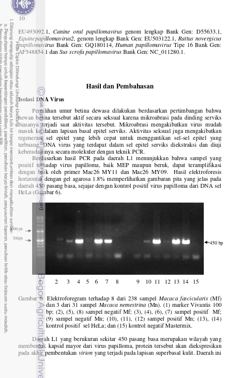 Gambar 6  Elektroforegram terhadap 8 dari 238 sampel Macaca fascicularis (Mf) 