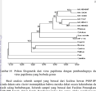 Gambar 10 Pohon filogenetik dari virus papilloma dengan pembandingnya dari virus papilloma yang berbeda genus 