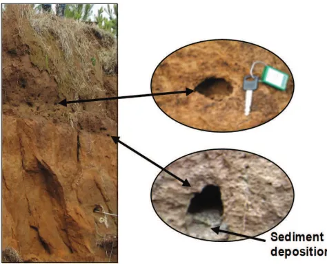 Figure 1. Streambank used by Midgley et al. (2012) to study seepage erosion. Subsurface flows at locations indicated by arrows entrain particles and lead to undercuts in the bank face as indicated by (a) and (c), which are >50 cm wide