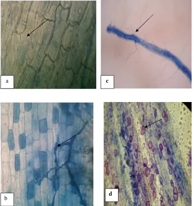 Gambar 10.  Struktur  infeksi CMA pada bibit Jati (Tectona grandis L. f) pada umur  2 bulan setelah diinokulasi CMA Akar yang tidak terinfeksi (a), Hifa  internal (b), Hifa eksternal (c) Vesikula (d) (Pembesaran 100x)