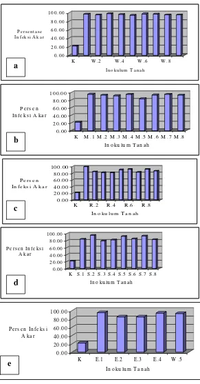 Gambar 11 Perbandingan Rata-rata Persentase Infeksi Akar  Bibit Jati (Tectona grandis .L.f) Umur 8 Minggu Setelah Tanam