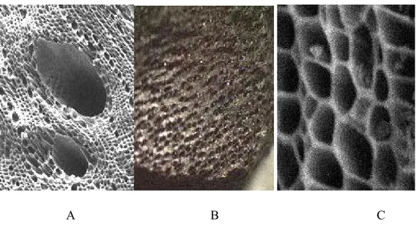 Gambar II.1  Bentuk morfologis permukaan dan pori karbon aktif   4                      (A) Makropori, (B)    Mesopori, (C) Mikropori 