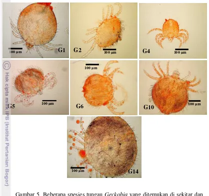Gambar 5  Beberapa spesies tungau Geckobia yang ditemukan di sekitar dan 