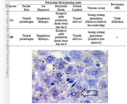 Tabel 3 Perubahan Histopatologi dan Pewarnaan Imunohistokimia pada Hati Hamster Kelompok II 