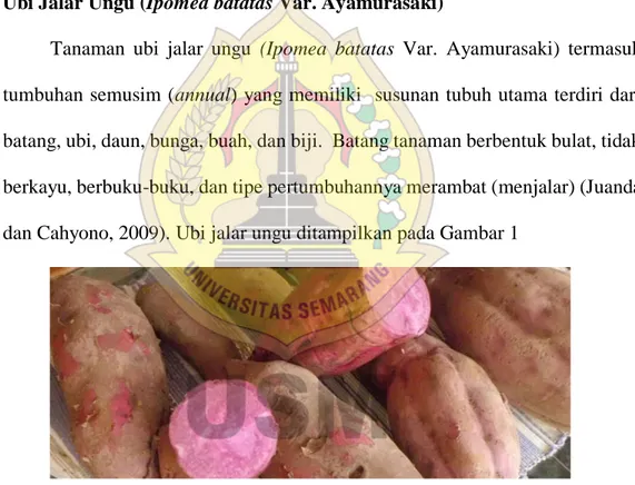 Gambar 1. Ubi Jalar Ungu ((Ipomea batatas Var. Ayamurasaki) 