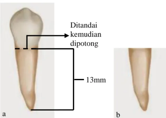 Gambar 3. Panjang sampel (a) Pengukuran panjang sampel,  (b) sampel akar gigi yang telah dipotong