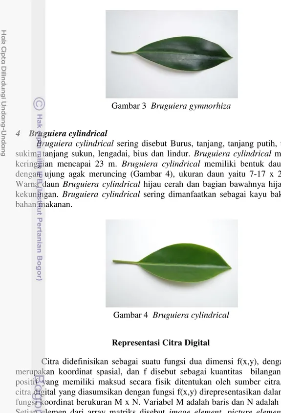 Gambar 3  Bruguiera gymnorhiza 