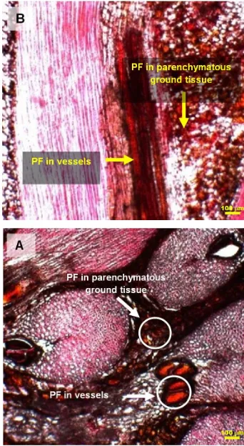 Fig. 1. Soft-inner part of oil palm trunk (S-OPT) used for this study. 