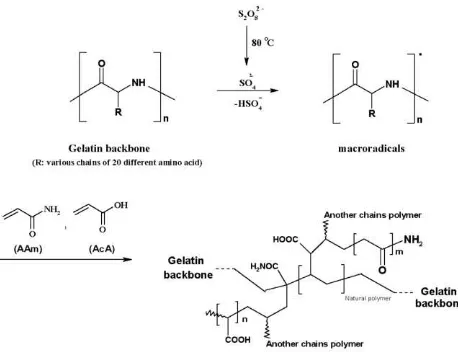 Gambar 1. Reaksi kopolimerisasi antara gelatin dengan asam akrilat dan akrilamida 