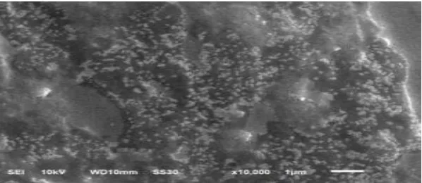 Gambar 1. Morfologi permukaan bionanokomposit seng oksida 