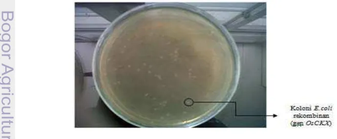 Gambar 2 Hasil transformasi gen OsCKX pada plasmid pGEM-T melalui bakteri 