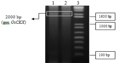 Gambar 4 Elektroforegram gen OsCKX  dari pemotongan plasmid rekombinan menggunakan enzim restriksi SmaI dan KpnI