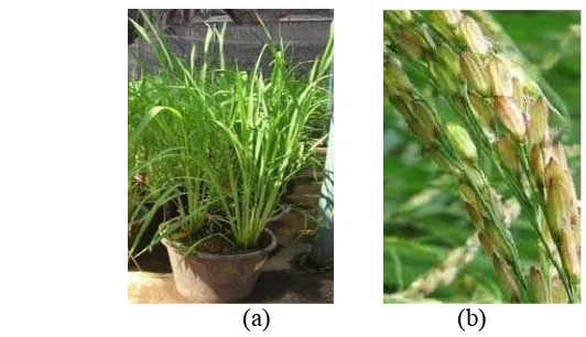 Gambar 5 Tanaman padi varietas Ciherang. (a) Morfologi tanaman padi      Ciherang dan (b) Malai padi Ciherang 