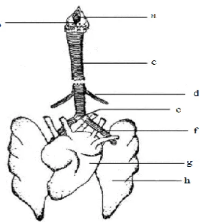 Gambar 1 Anatomi saluran pernafasan unggas, (a) glotis, (b) laring, (c) trakea, (d)  otot sternotrachealis, (e) siring, (f) bronchus, (g) jantung, (h) paru-paru  (Jacob et al
