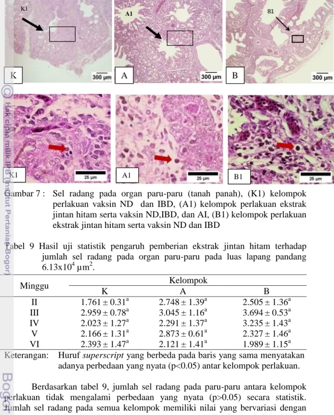 Tabel  9  Hasil  uji  statistik  pengaruh  pemberian  ekstrak  jintan  hitam  terhadap  jumlah  sel  radang  pada  organ  paru-paru  pada  luas  lapang  pandang  6.13x10 4  µm 2 