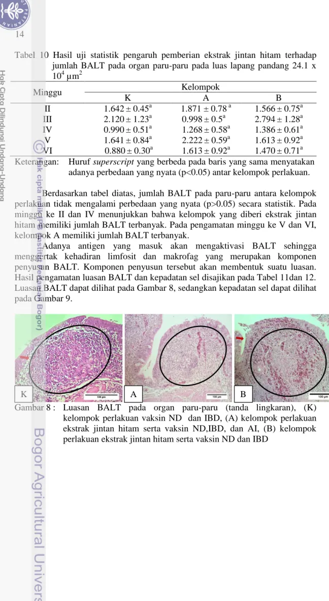 Tabel  10  Hasil  uji  statistik  pengaruh  pemberian  ekstrak  jintan  hitam  terhadap  jumlah  BALT  pada  organ  paru-paru  pada  luas  lapang  pandang  24.1  x  10 4  µm 2 Minggu  Kelompok  K  A  B  II  1.642 ± 0.45 a 1.871 ± 0.78  a 1.566 ± 0.75 a III