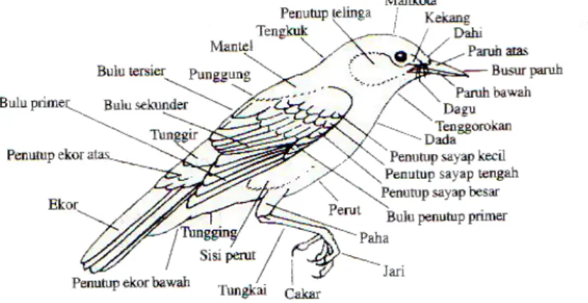 Gambar 2.1 Topografi burung  (Sumber : MacKinnon et. al, Tanpa tahun) 