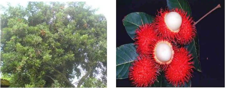 Gambar pohon dan buah rambutan dapat dilihat pada Gambar 1. 
