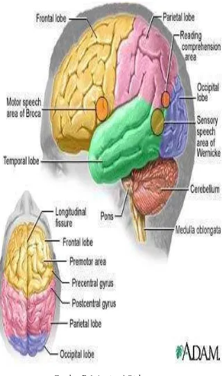Gambar B.1 Anatomi Otak 