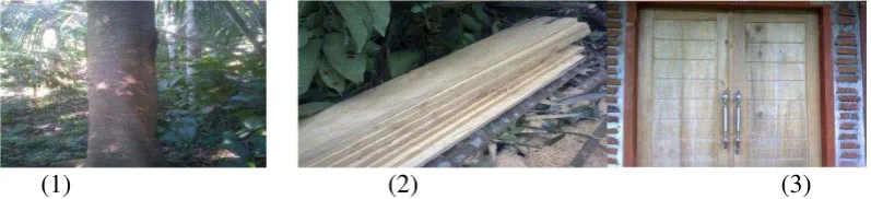 Gambar 1. (1) pohon kalimuru usia 7 tahun (2) papan dari kayu kalimuru 