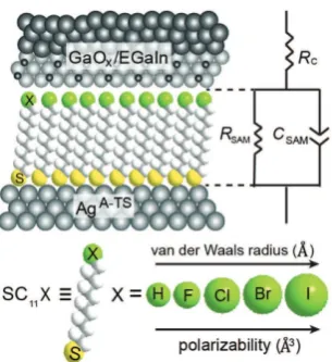 Figure 1. Schematic illustration of the Agradius of X, and how tion with X A-TS–SC11X//GaOx/EGaIn junc-= H, F, Cl, Br, or I