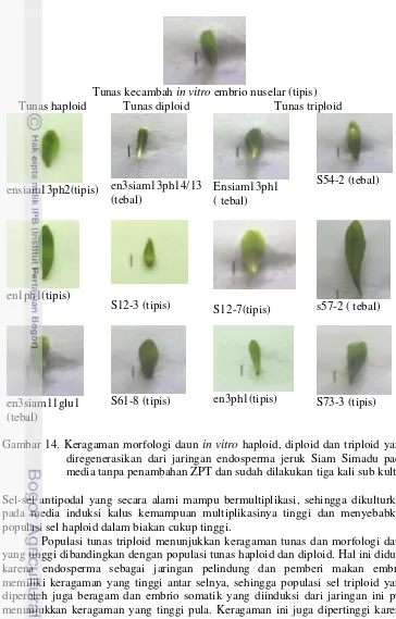 Gambar 14. Keragaman morfologi daun in vitro haploid, diploid dan triploid yang 