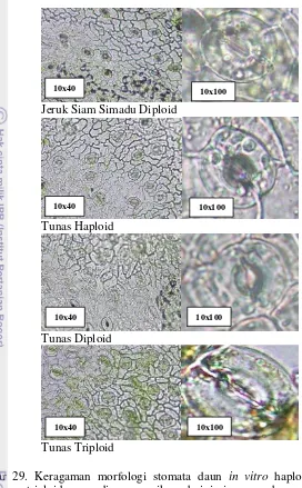 Gambar 29. Keragaman morfologi stomata daun in vitro haploid, diploid dan 