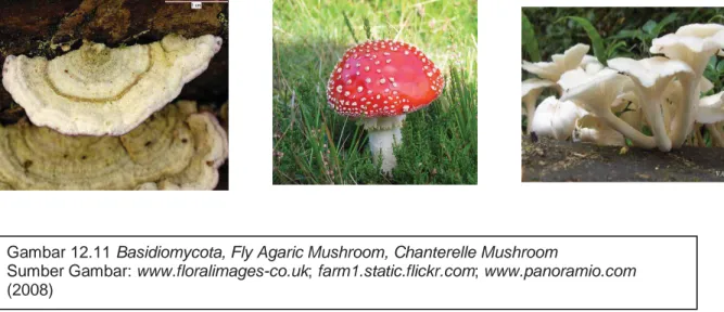 Gambar 12.11 Basidiomycota, Fly Agaric Mushroom, Chanterelle Mushroom 