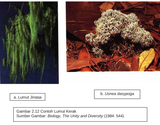 Gambar 2.12 Contoh Lumut Kerak 