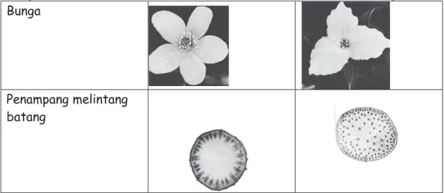 Gambar 12.20 Perbedaan Struktur Tumbuhan Dikotil dan Monokotil  Sumber Gambar: Botany 3rd edition (1962: 142, 143, 220, 227, 228) 