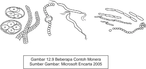 Gambar 12.9 Beberapa Contoh Monera  Sumber Gambar: Microsoft Encarta 2005 