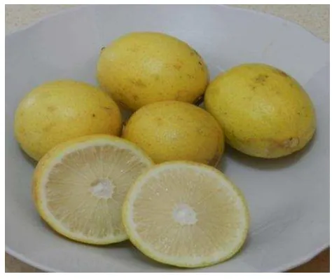Gambar 5  Jeruk lemon (Citrus medica var Lemon). 