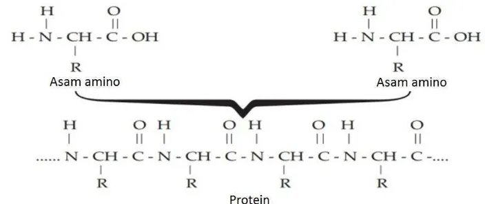 Gambar 1.11. Reaksi pembentukan polimer protein dari monomer asam amino. 