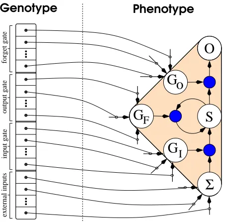 Figure 4: Genotype-Phenotype mapping. Each chromo-some (genotype, left) in a subpopulation encodes the ex-ternal input, and input, output, and forget gate weightsof an LSTM memory cell (right).The weights leadingout of the state (S) and output (O) units in ﬁgure 3 arenot encoded in the genotype, but are instead computedat evaluation time by linear regression.