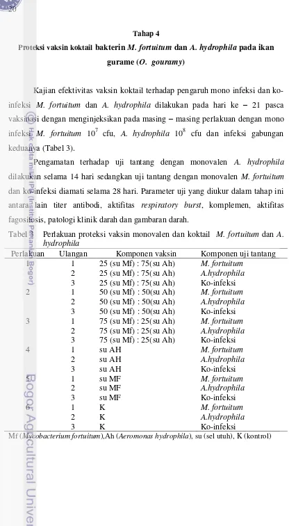 Tabel 3   Perlakuan proteksi vaksin monovalen dan koktail  M. fortuitum dan A. 