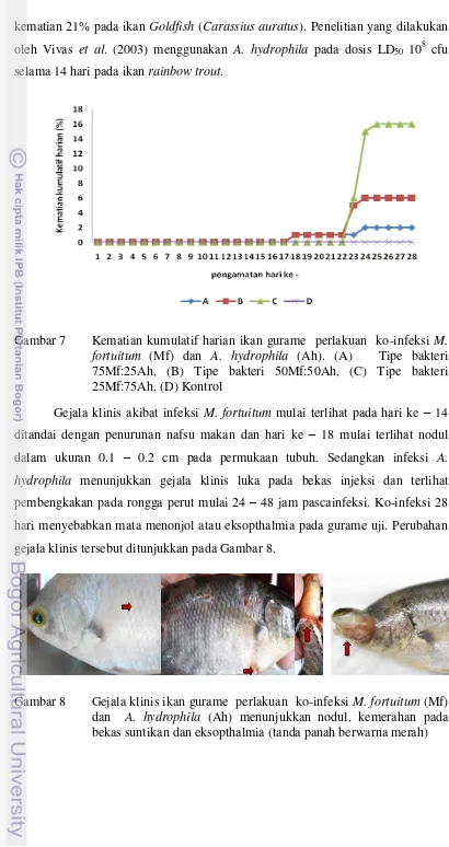 Gambar 8     Gejala klinis ikan gurame  perlakuan  ko-infeksi M. fortuitum (Mf) dan  A