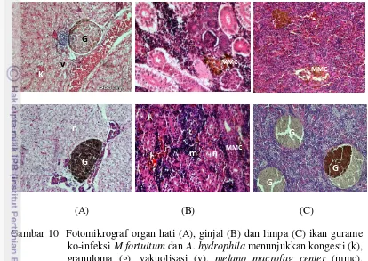 Gambar 10  Fotomikrograf organ hati (A), ginjal (B) dan limpa (C) ikan gurame 