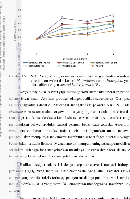 Gambar 16 NBT Assay  ikan gurame pasca vaksinasi dengan  berbagai sediaan 