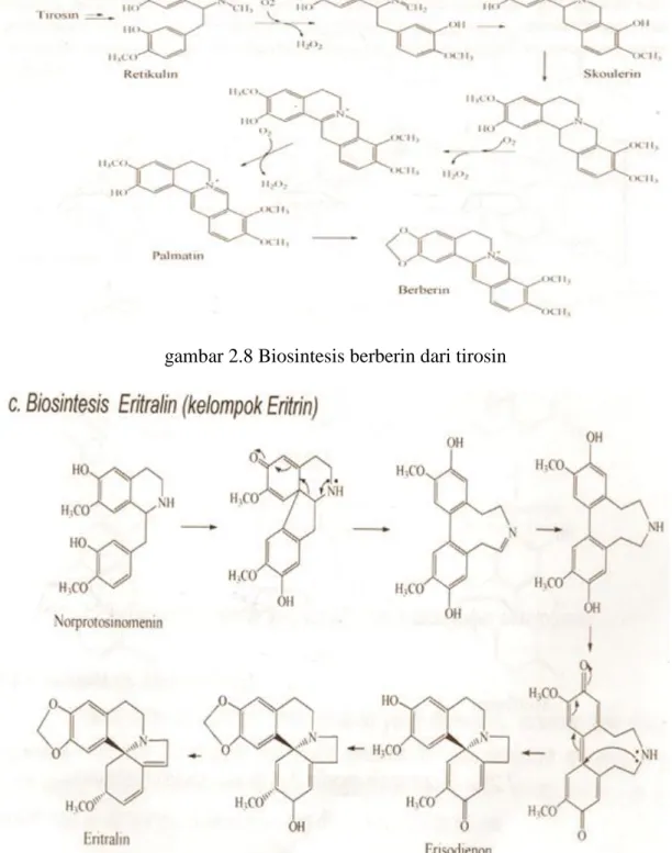 gambar 2.9 Biosintesis eritralin 