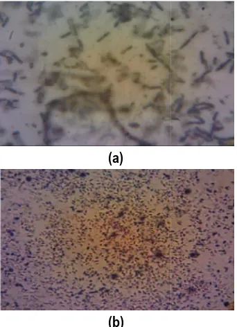 Tabel 3. Hasil Identifikasi Bakteri Starter Hasil Identifikasi Bakteri Starter Lactobacillus bulgaricus dan Streptococcus thermophillusthermophillus 