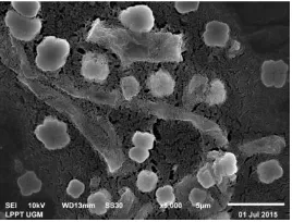 Gambar 1. SEM micrograph (a) kontrol dan (b) setelah kontak dengan 4 x MIC Microsporum gypseum(512 µg/mL) ekstrak etanol kemangi