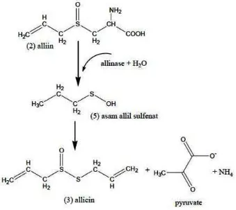Gambar 1. Reaksi pembentukan allicin 