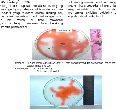Gambar 1 : Biakan jamur Aspergillus terreus Thom (Isolat I) yang ditetesi dengan  congo red    