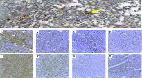 Figure 1. Increase in the percentage area of the expression of caspase-3 (brown in the cytoplasm of rat cardiac left ventricular car-diomyocytes) in: A