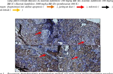 Gambar 3.  Pewarnaan imunohistokimia menggunakan antibodi p53 pada irisan melintang kelenjar payudara tikus SD,dengan perbesaran 400x: yang diberi (A) DMBA, (B) ekstrak sambiloto 100 mg/kg BB, (C) ekstrak sambiloto 300 mg/kg BB, (D) ekstrak sambiloto 1000 