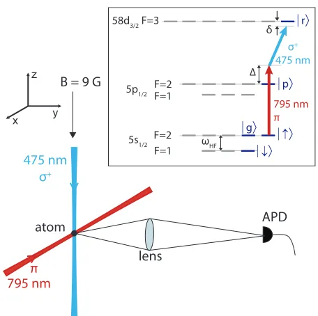 FIG. 1: (Color online) Scheme of the experimental setup. Asingle atom is trapped in a dipole trap and cooled by opti-bination with ais used to drive a two-photon transition to a Rydberg state.cal molasses (not shown).The atomic ﬂuorescence light isdetected