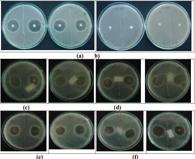 Gambar 2. Zona hambat perlakuan ekstrak kasar daun Meranti Tembaga (S. leprosula Miq.) terhadap bakteri E