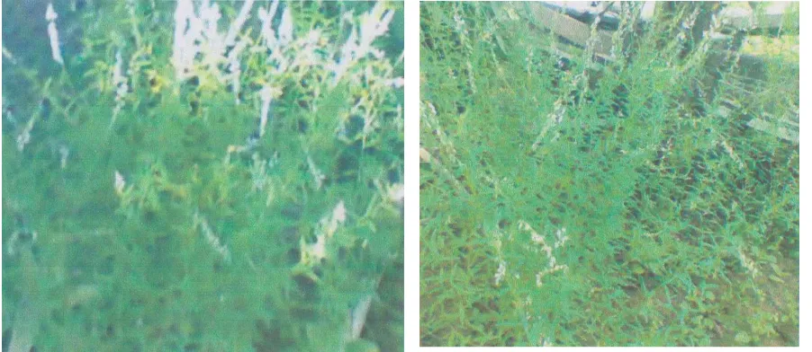 Gambar 1. Tumbuhan Balsem (P. paniculata) 