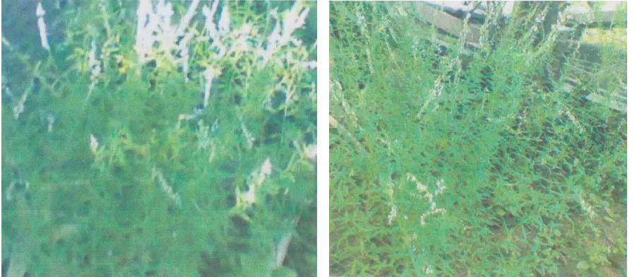 Gambar 1. Tumbuhan Balsem (P. paniculata) 