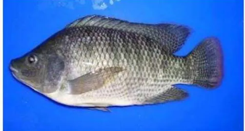 Gambar 4. Ikan Nila (Oreochromisniloticus) 